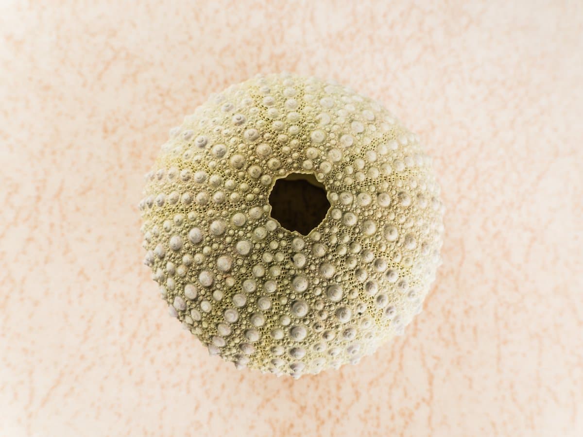 Keratoacanthoma: Ang Mabilis na Lumalagong Tumor sa Balat na Maaaring Maglaho sa Sarili