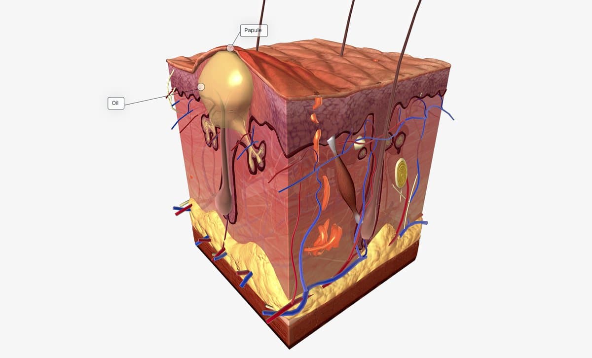 Understanding Pore Size and Function