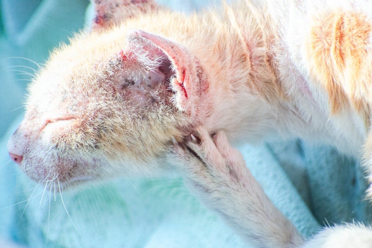 How Ringworm Spreads