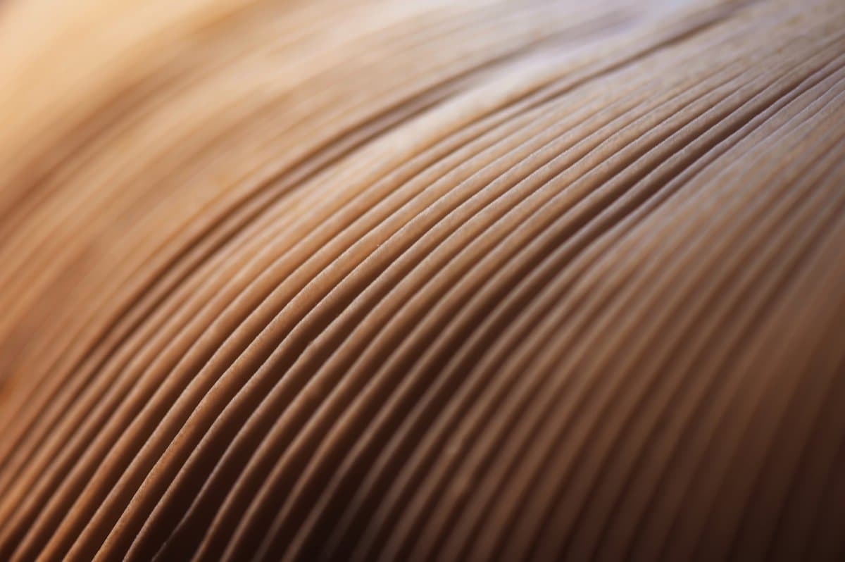 How Does Trichomycosis Look?